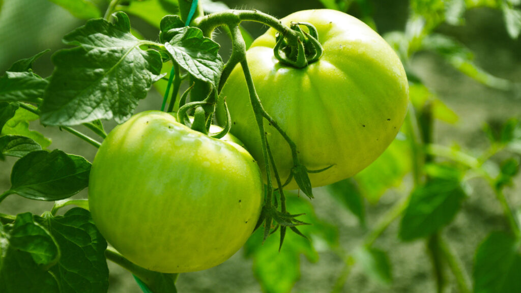 Les tomates vertes sont le secret pour une tarte imbattable, que ce soit salé ou sucré