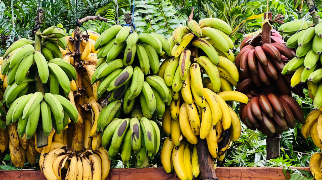 Quelle est la différence entre les bananes rouges et jaunes?