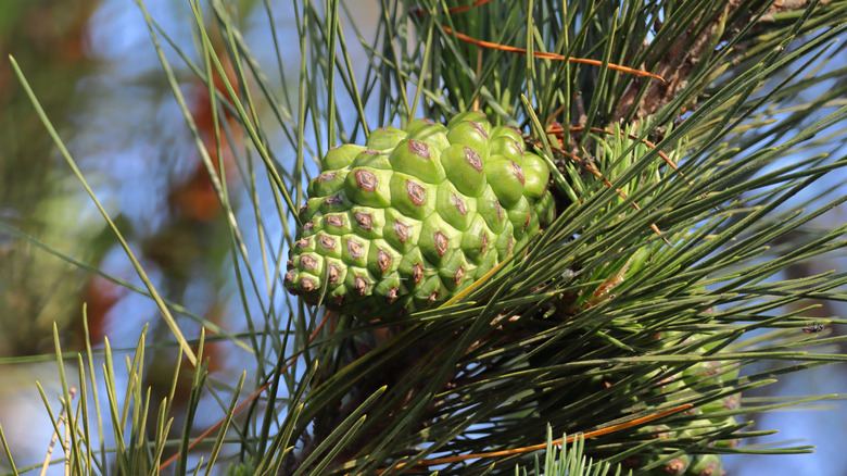 Un jeune cône vert. niché parmi les aiguilles de pin
