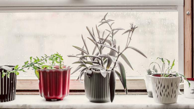 plantes en pot assise sur un rebord de fenêtre