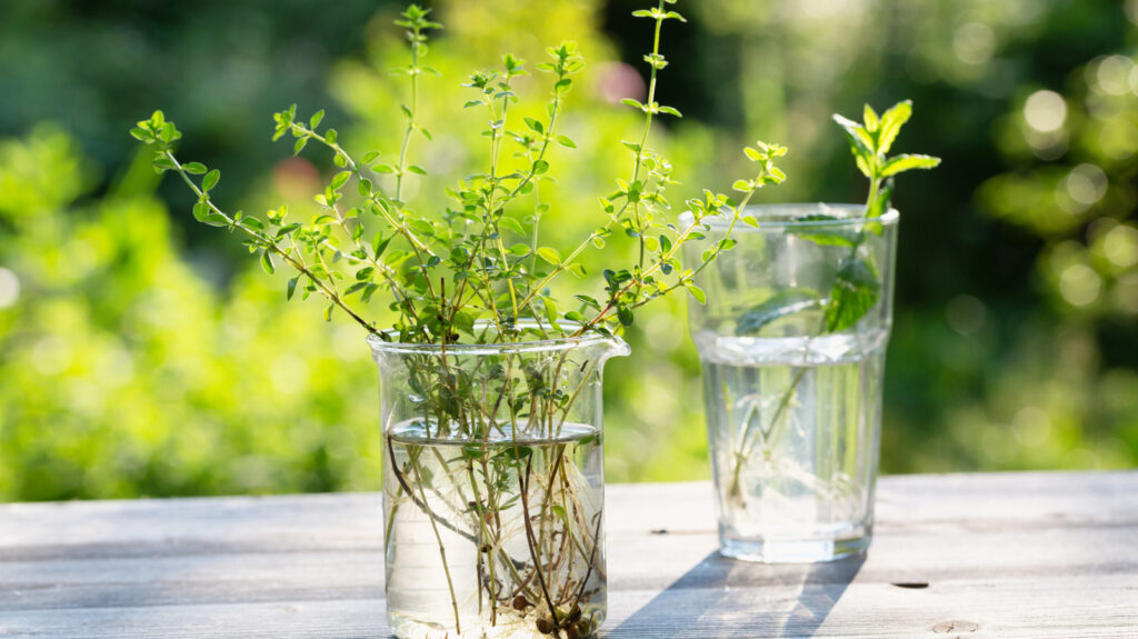 Un verre d'eau peut préserver les herbes plus longtemps. Voici comment ça marche