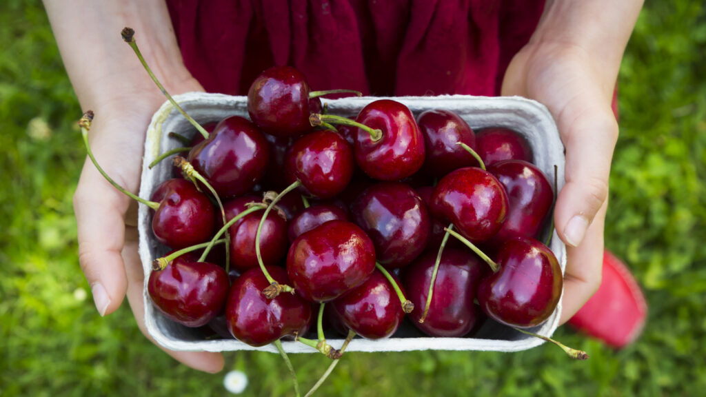 Ne retirez jamais les tiges des cerises fraîches. Voici pourquoi