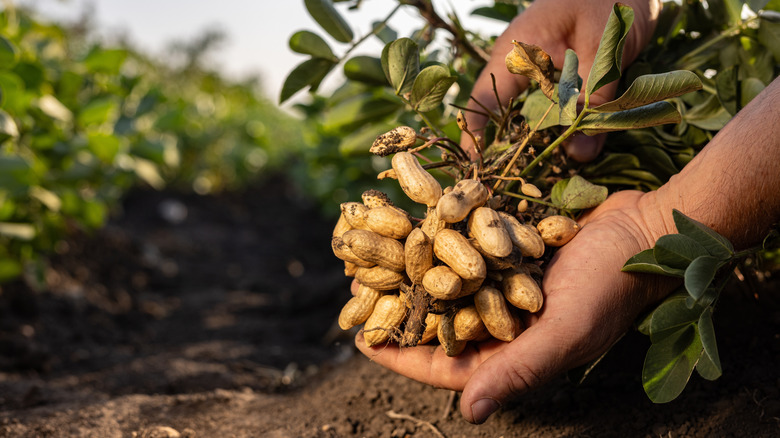 une main tenant des arachides fraîchement récoltées