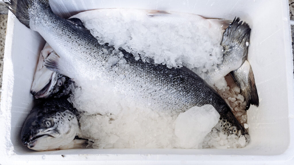 3 conseils essentiels pour stocker les fruits de mer selon la NOAA