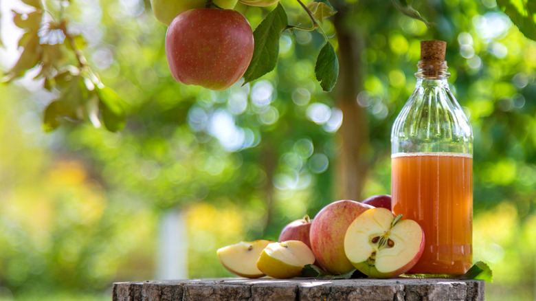 Vinaigre de cidre de pomme avec des pommes sur une souche d'arbre dans un verger