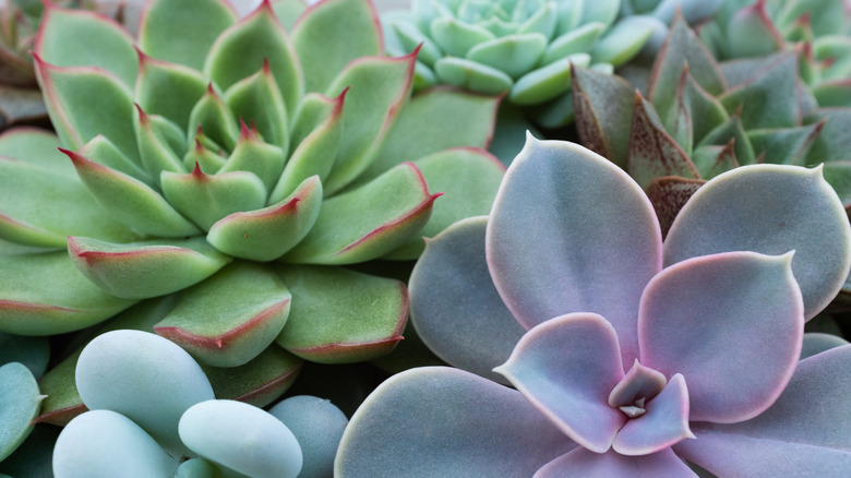 plantes succulentes vertes et violettes regroupées