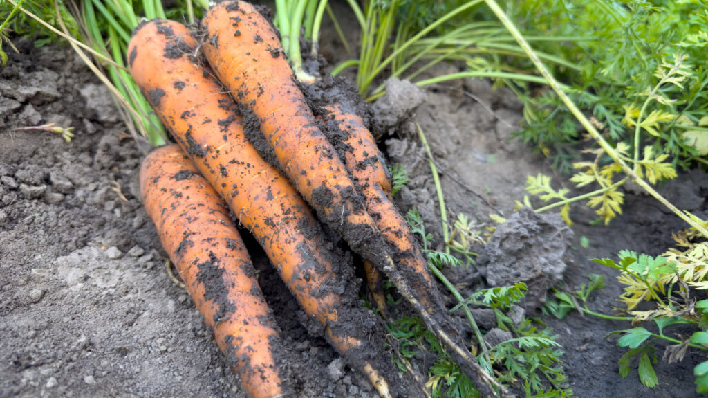 Est-il sécuritaire de manger des carottes germées ?