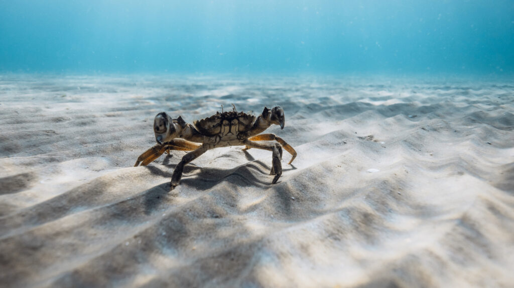 Les crabes consomment des microplastiques : peuvent-ils toujours être consommés sans danger ?