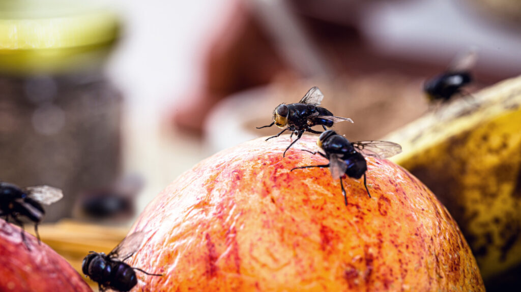 Conservez ces bouteilles en plastique pour empêcher les mouches d'entrer dans votre cuisine une fois pour toutes