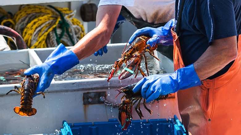 Les pêcheurs de homard portant des gants et manipulant des homards du Maine sur un bateau