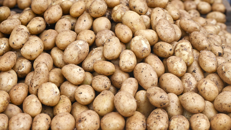 Gros plan d'un gros tas de pommes de terre