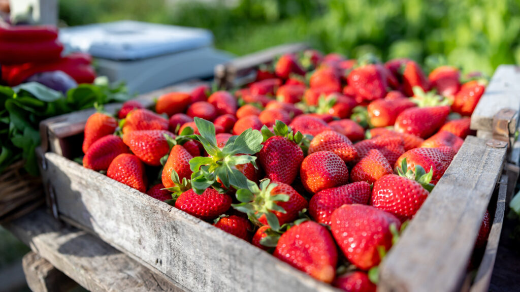 Vous avez trouvé des insectes dans les fraises de votre épicerie ? Ne paniquez pas, voici quoi faire