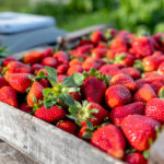 Vous avez trouvé des insectes dans les fraises de votre épicerie ? Ne paniquez pas, voici quoi faire