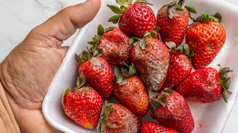 Une main tenant un plateau avec des fraises qui ont commencé à moisir.