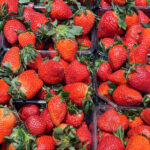Pourquoi les fraises semblent-elles moisir plus rapidement que les autres fruits ?