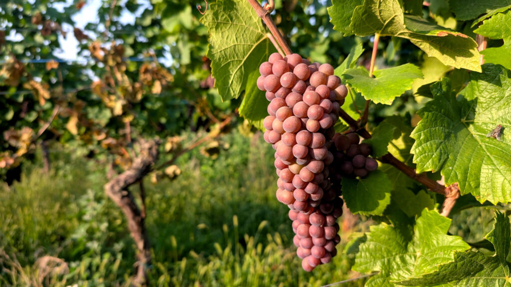 Pinot Grigio vs Pinot Gris : la principale différence entre les vins