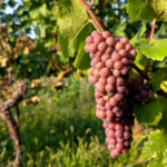 Pinot Grigio vs Pinot Gris : la principale différence entre les vins