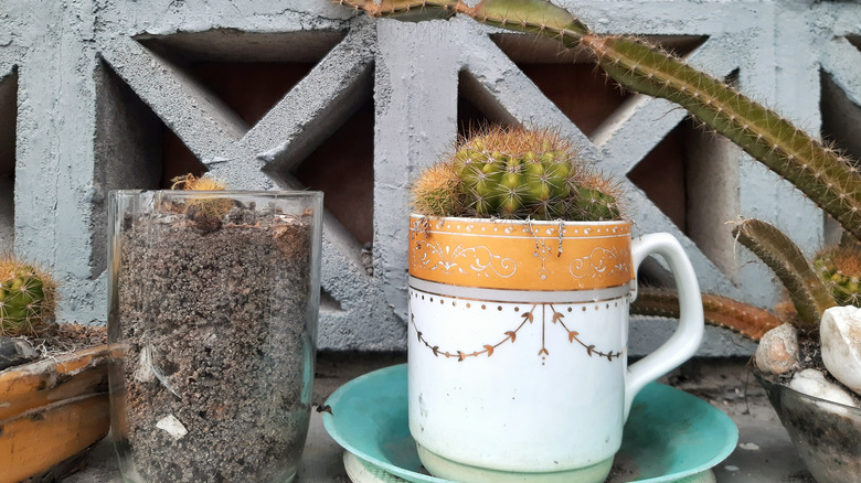 Cactus dans une tasse à café recyclée