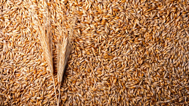 Orge récoltée, prête à être utilisée dans le processus de fabrication du whisky.