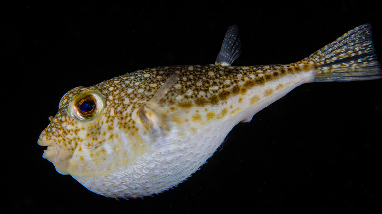 Poisson-globe gonflé sur fond noir