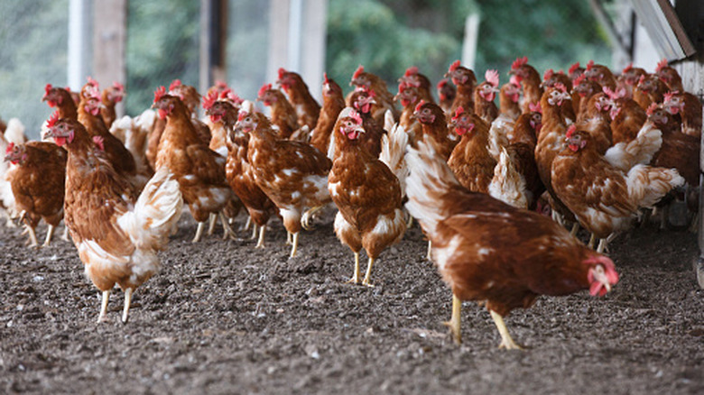 Groupe de poulets fermiers