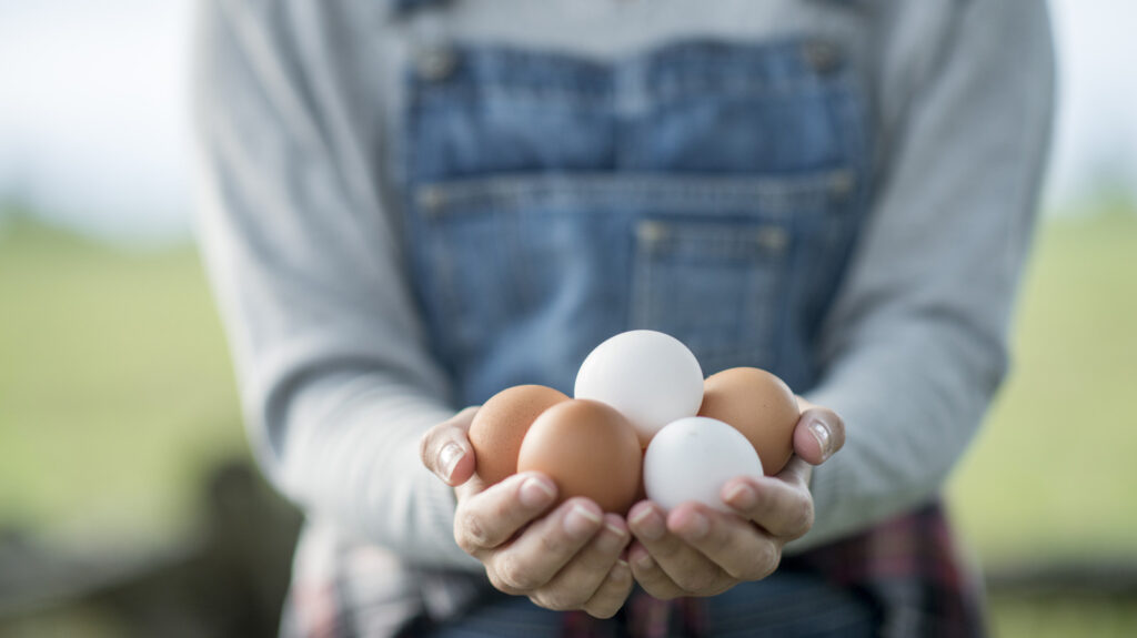 D’où viennent réellement les œufs de poules élevées en liberté ? La signification derrière l’étiquette