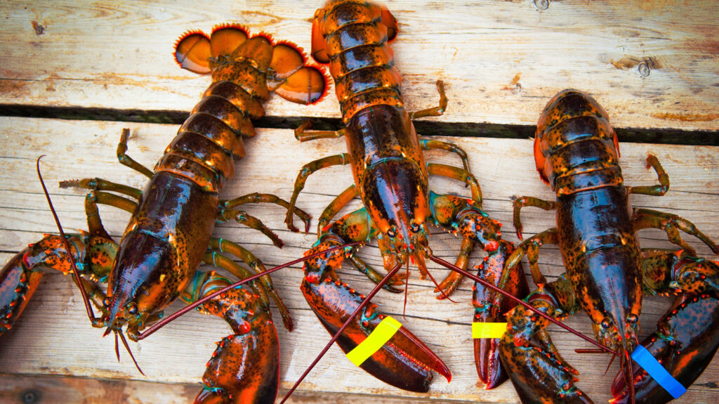 Vous pouvez emporter un homard vivant via la TSA, mais vous ne pouvez pas sauter cette étape au préalable
