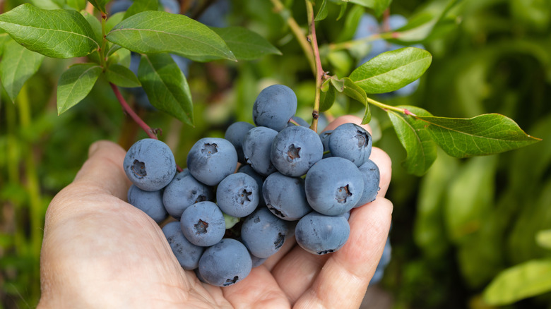 Bleuets dans la main de quelqu'un