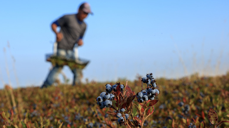 Un agriculteur récoltant des bleuets.