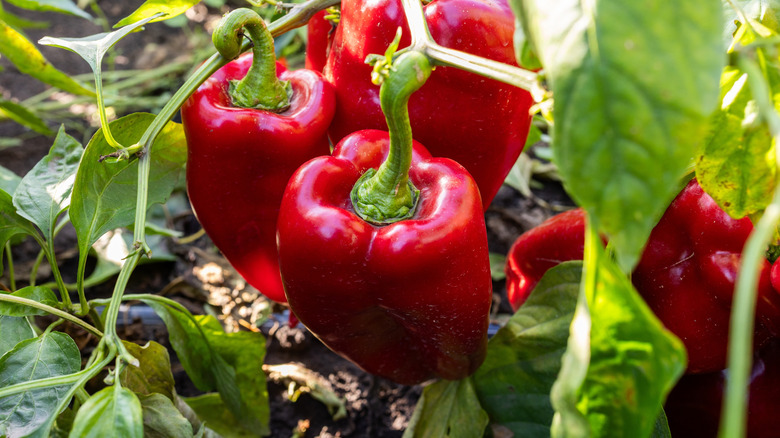 Les poivrons rouges poussent sur la vigne.