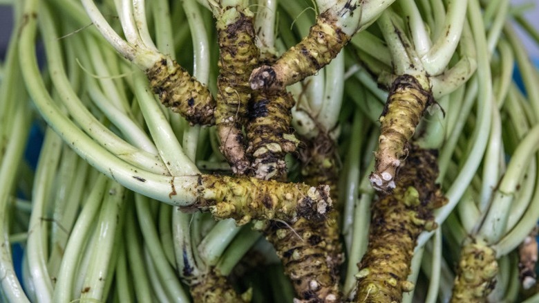 Plantes de wasabi fraîchement cueillies avec de la terre encore sur les racines superposées dans une caisse au Japon.